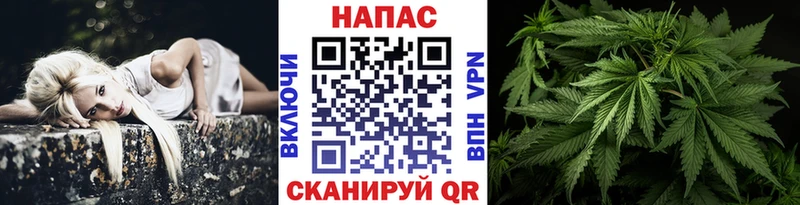 Купить закладки  Сосновка  Конопля гибрид 